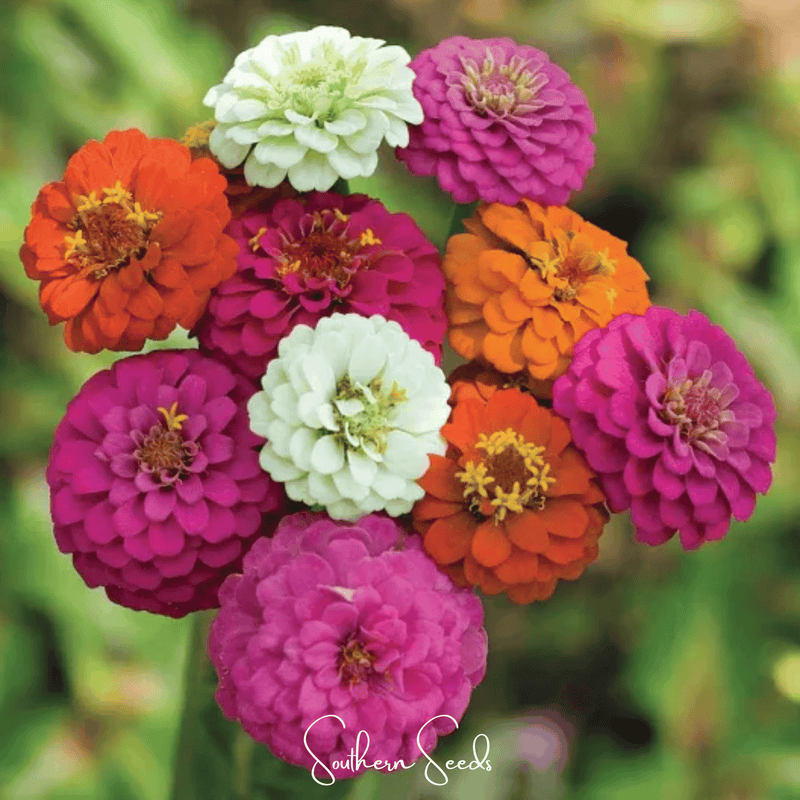 Load image into Gallery viewer, Thumbelina Dwarf Zinnia – 100 Seeds
